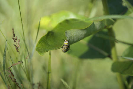Monarch Caterpillar on milkweed