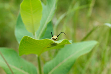 Monarch Caterpillar on milkweed