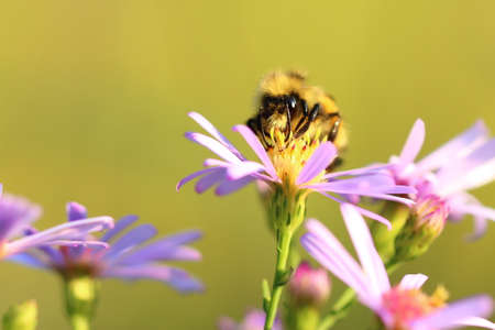 close up color photo of a fuzzy bee on a purple flower.の写真素材