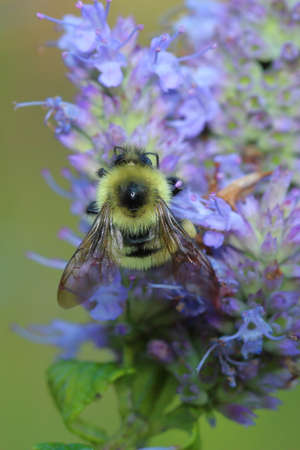 close up color photo of a fuzzy bee on a purple flower.の写真素材