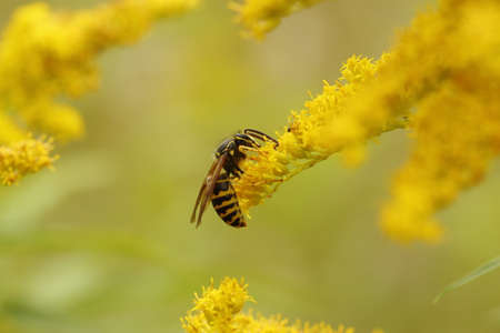 close up color photo of a wasp on a yellow flowerの写真素材