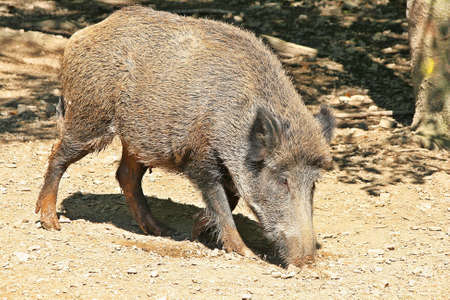 Wild boar foraging