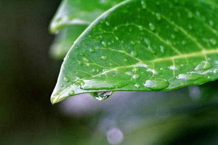 Green leaf with water drops