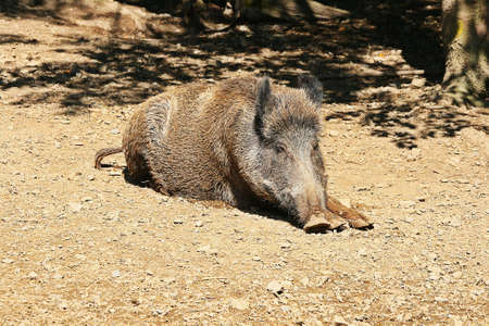 wild porkの写真素材