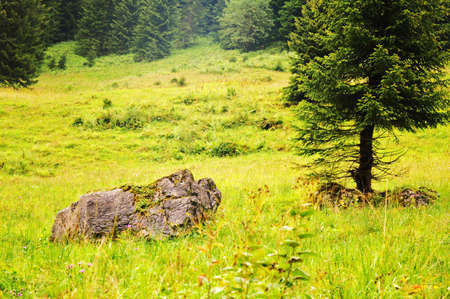 clearingの写真素材