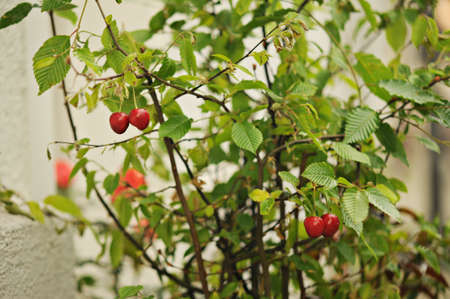 cherriesの写真素材