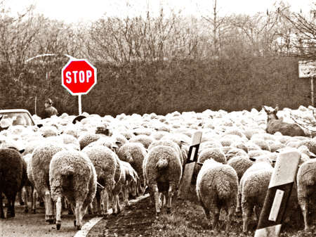 sheepsの写真素材