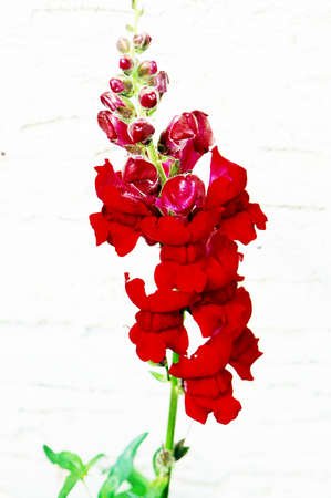 red snapdragonsの写真素材