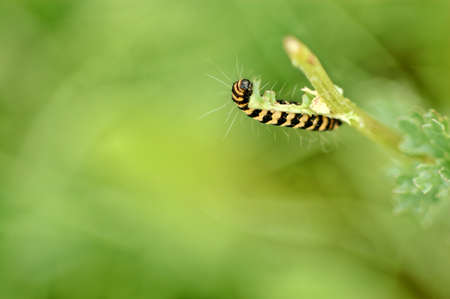 caterpillar of the dovetail butterfly at herbの写真素材