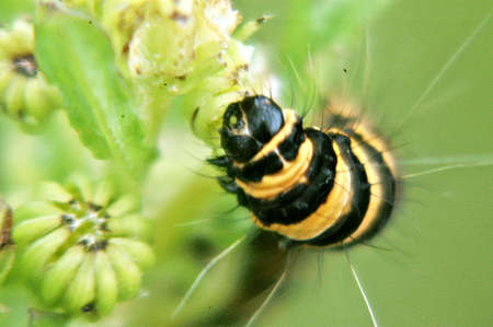 caterpillar