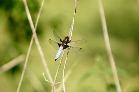 dragonflyの写真素材