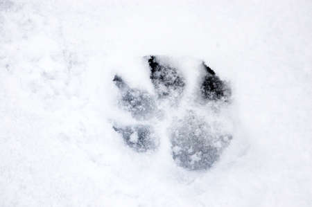 animal track in the snowの写真素材