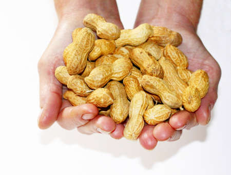 peanuts in the handの写真素材
