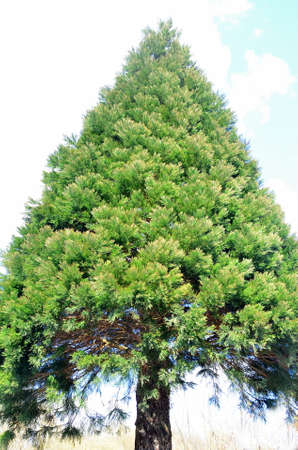 sequoia