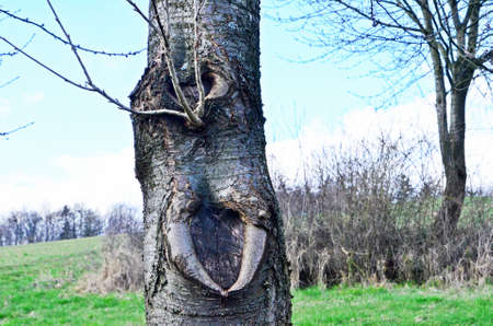 tree with teeth, tusks
