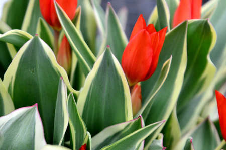 tulips redの写真素材