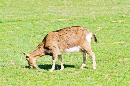 to eating goatの写真素材
