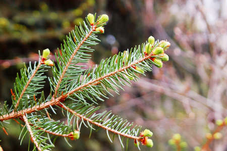 spruce buds coniferの写真素材