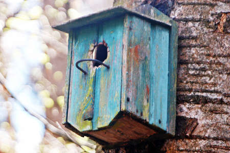 nesting box at a treeの写真素材