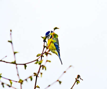 eating titmouse birdの写真素材