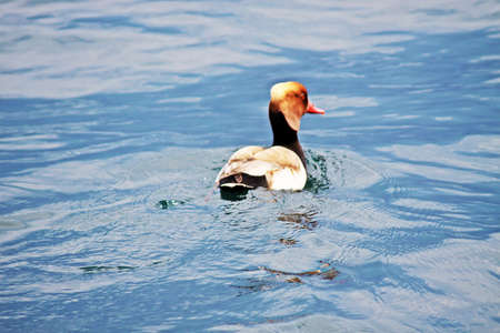 duck in the water