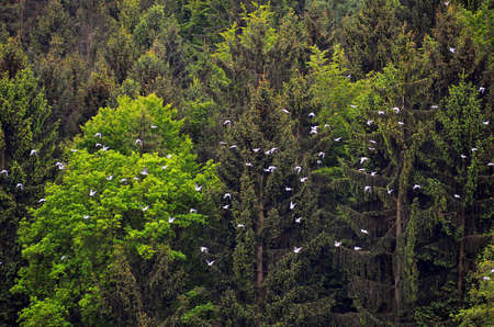 Flying deafの写真素材