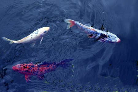Three koi fishの写真素材