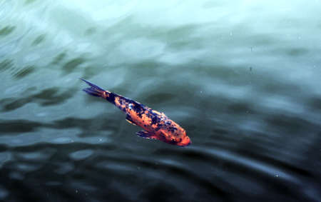 swimming koi fish