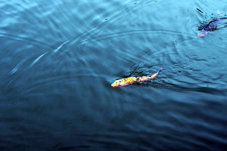 carp in the blue water