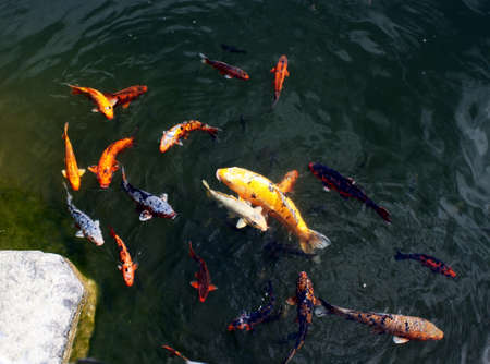 fish-familyの写真素材