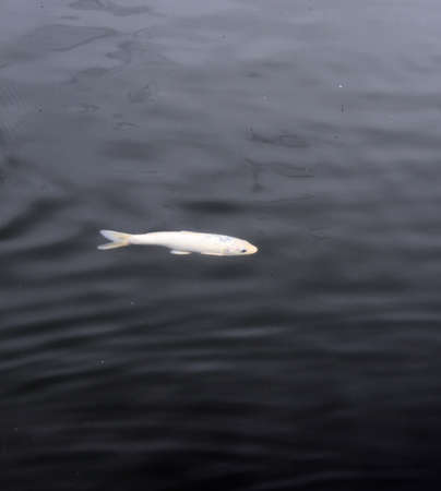 white koi fishの写真素材