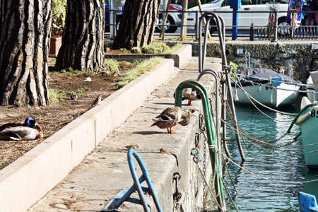 pier with birdsの写真素材