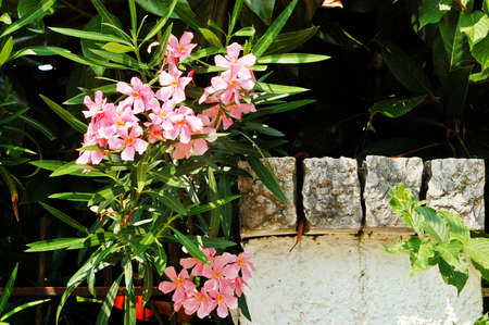 blooming oleanderの写真素材