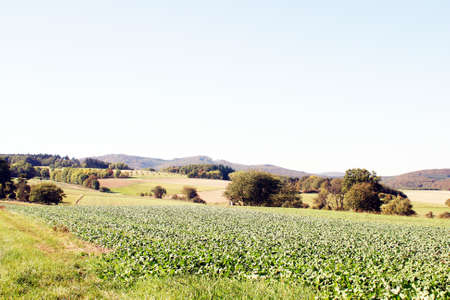 fielsa and meadowsの写真素材