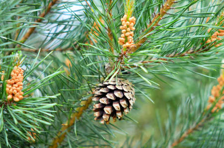 pine cone pine
