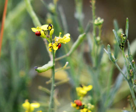 yellow blossomの写真素材