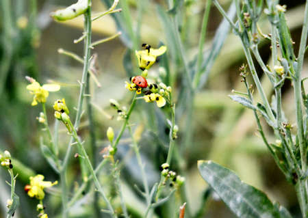 Insects and blossom