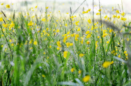 buttercups flowersの写真素材