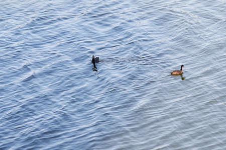 Ducks in the waterの写真素材