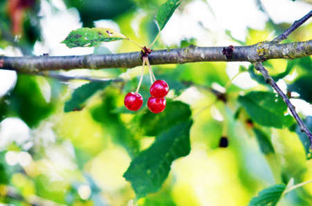 cherries