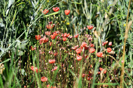 wild poppies
