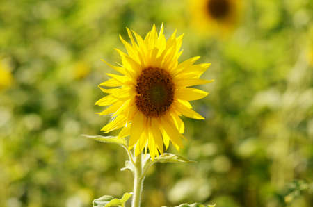 Face of a sunflowerの写真素材