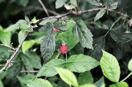 matured raspberries