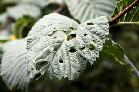 pitted leavesの写真素材