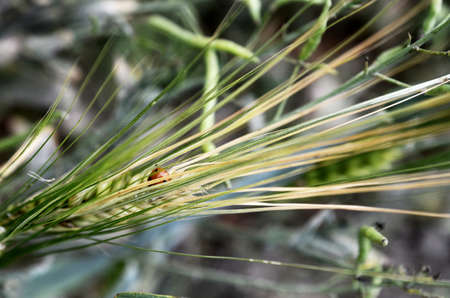 green immature cereals