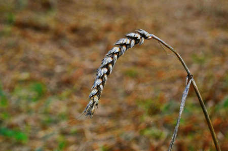 ear-of-wheat