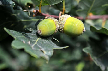 acornsの写真素材