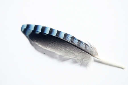 jays-featherの写真素材