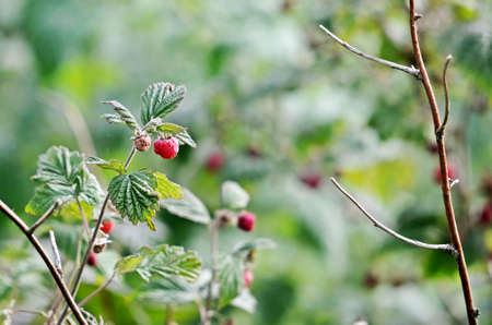raspberriesの写真素材