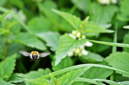 Big flying honeybee